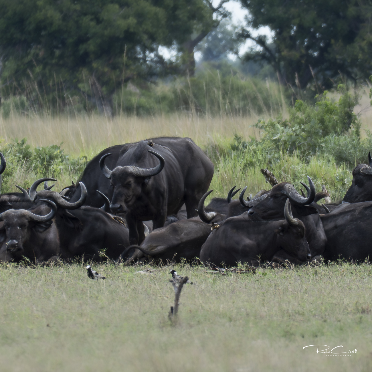 African Buffalo